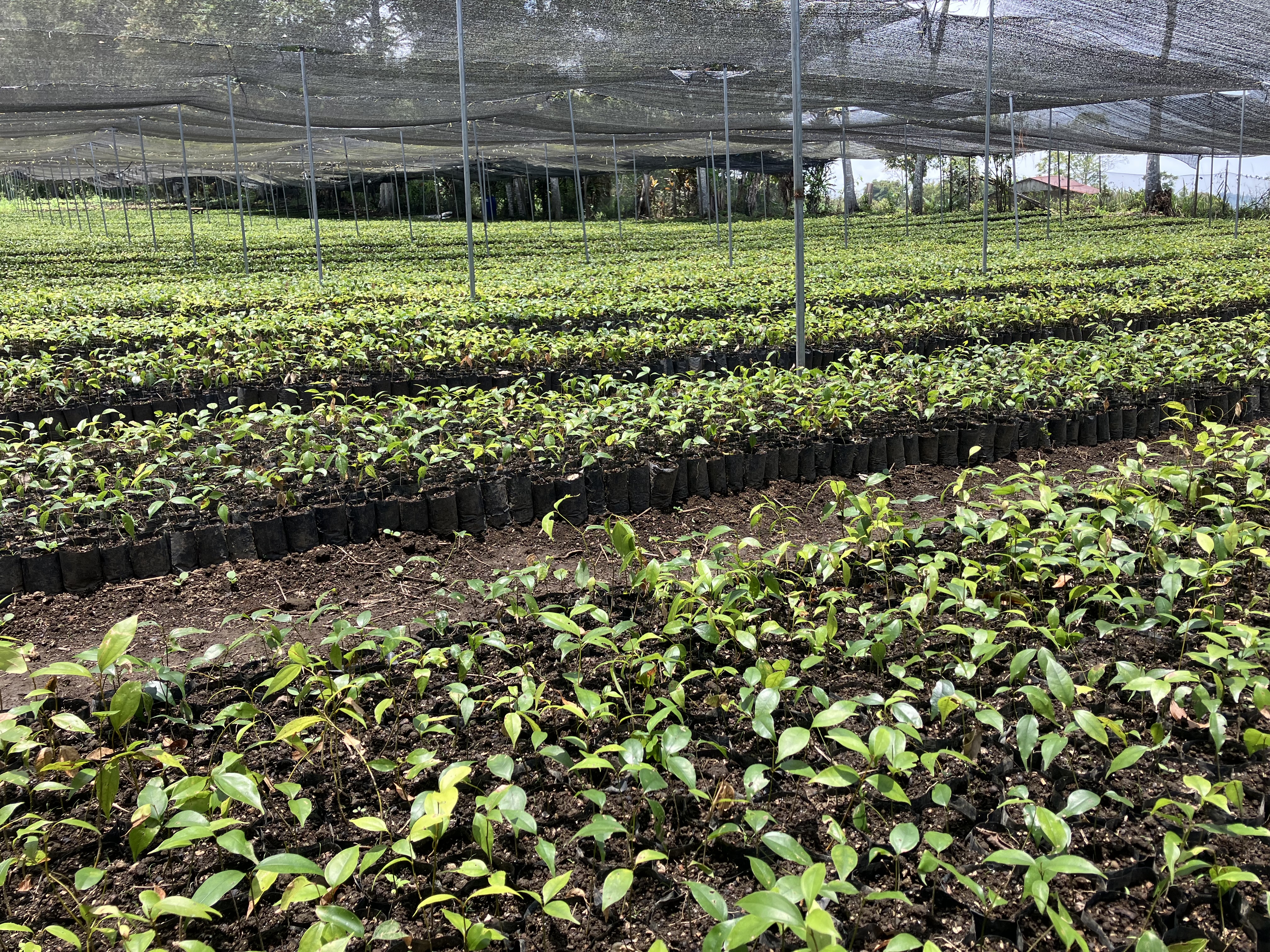 Korintje cinnamon seedlings — Cassia Co-op nursery, Kerinci Highlands